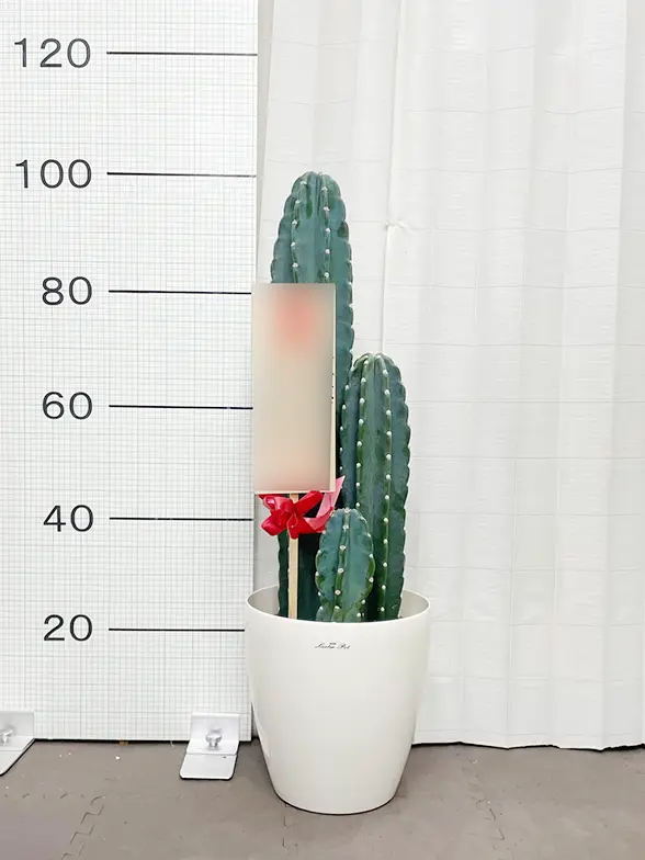 柱サボテン（鬼面角）（ラスターポット付）Mサイズ/観葉植物の販売