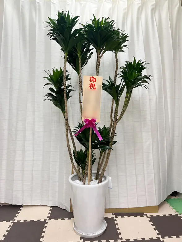 ドラセナコンパクター 大鉢Lサイズ 陶器鉢ラウンドタイプ白色