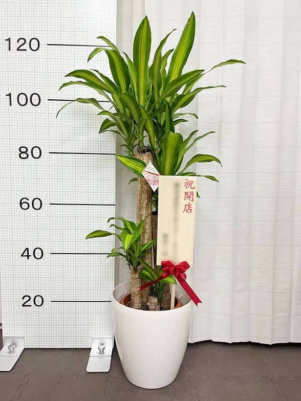 観葉植物　幸福の木 観葉植物 ドラセナ 幸福の木 10号 ノーマル フェルム シリンダー