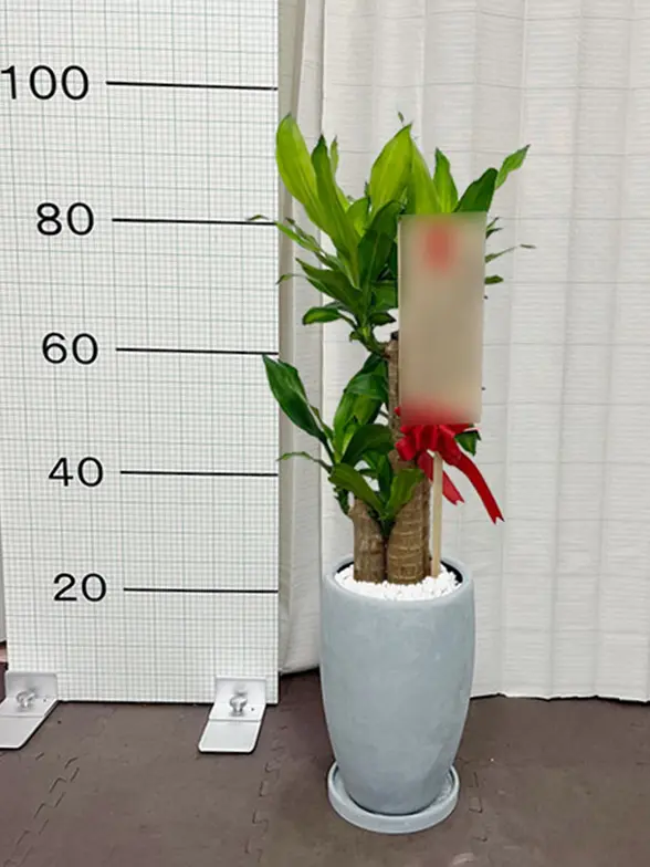 幸福の木(陶器鉢 オーバル型 パステルブルー) スタイリッシュ/観葉植物