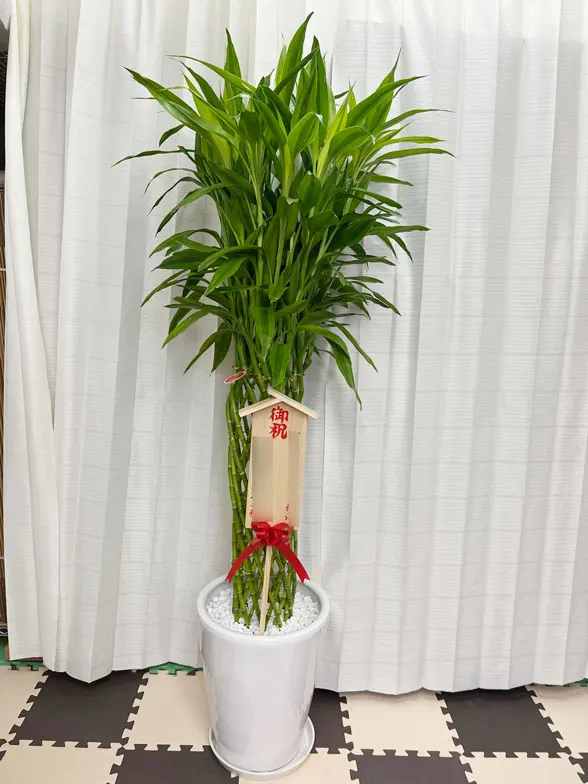 ミリオンバンブー 大鉢Lサイズ  陶器鉢ラウンドタイプ白色