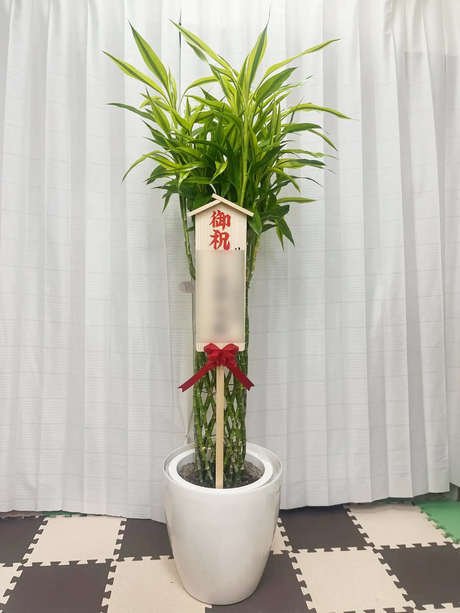 ミリオンバンブー 大鉢Lサイズ ラスターポット付
