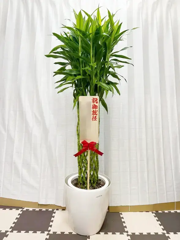 ミリオンバンブー(ラスターポット付) Lサイズ/観葉植物の販売、通販の