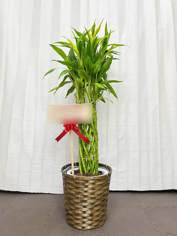 ミリオンバンブーご確認用 ミリオンバンブー(エコフレンドリーポット付) Lサイズ/観葉植物の販売
