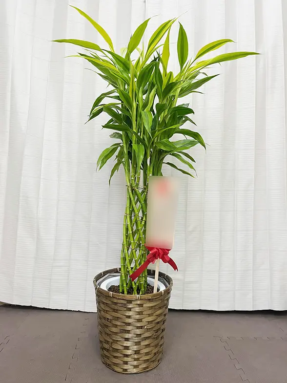 ミリオンバンブー（籐かご付、ダークブラウン色）Mサイズ/観葉植物の