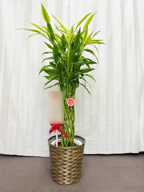 ミリオンバンブー（籐かご付、ダークブラウン色）Mサイズ/観葉植物の