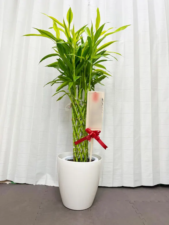 ミリオンバンブー(ラスターポット付) Mサイズ/観葉植物の販売、通販の