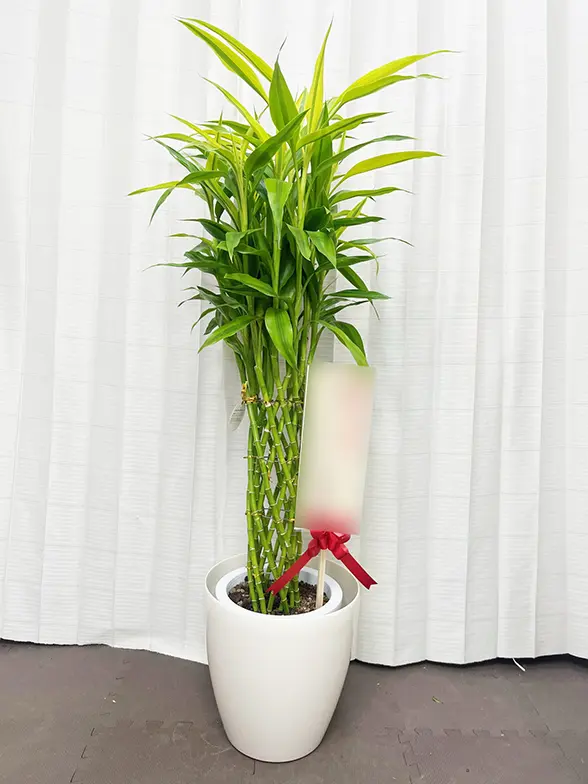 ミリオンバンブー(ラスターポット付) Mサイズ/観葉植物の販売、通販の