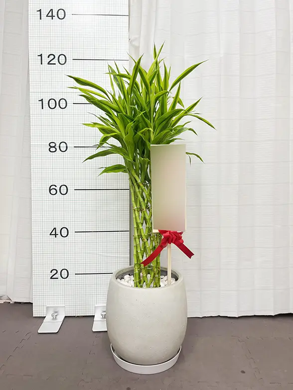 ミリオンバンブー(グラスファイバー製鉢植込み、バルーン型