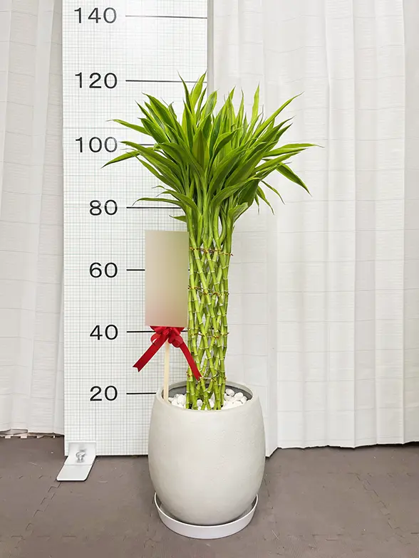 ミリオンバンブー(グラスファイバー製鉢植込み、バルーン型