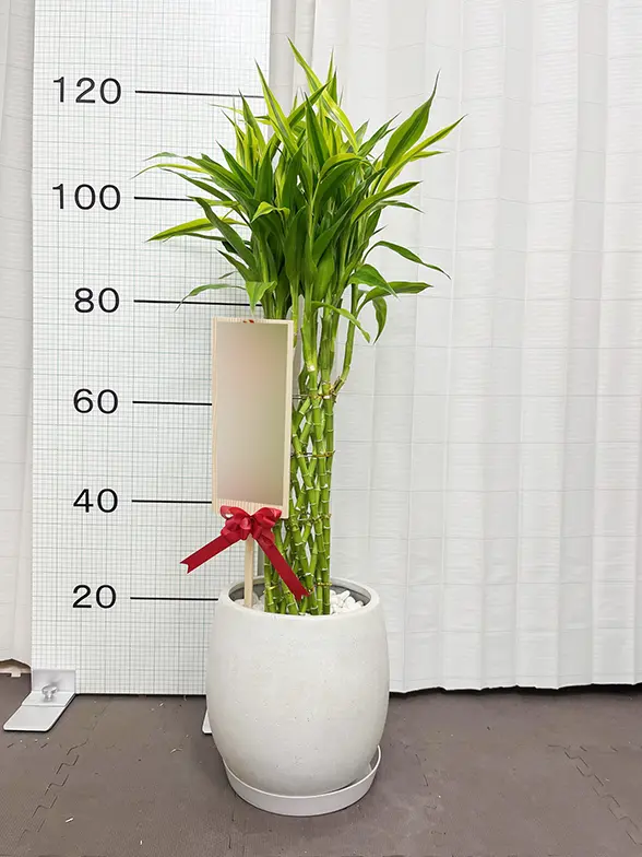 ミリオンバンブー(グラスファイバー製鉢植込み、バルーン型