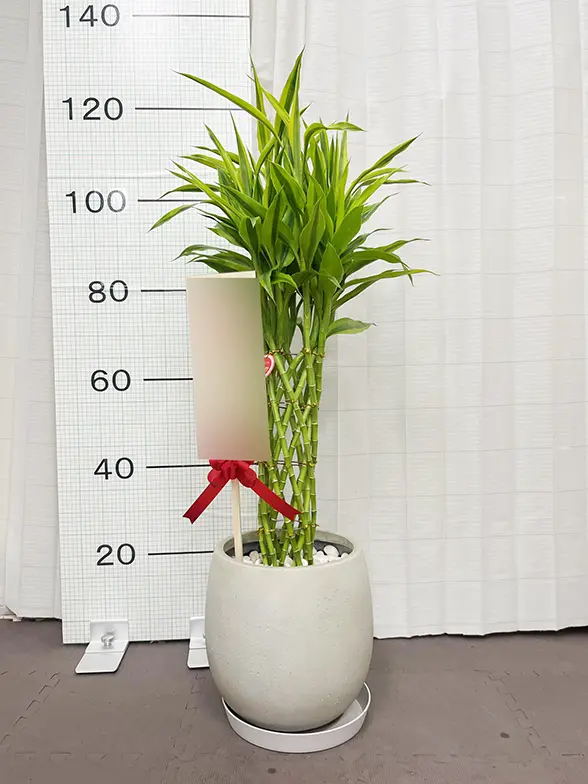 ミリオンバンブー(グラスファイバー製鉢植込み、バルーン型