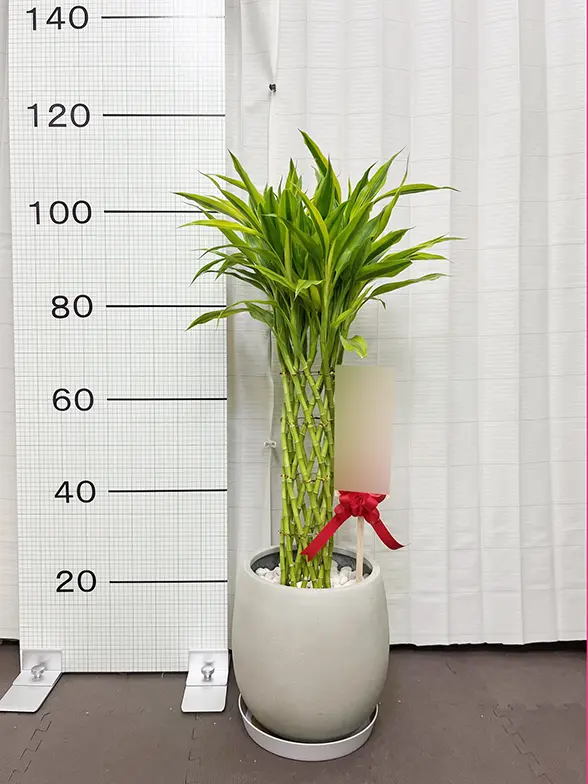 ミリオンバンブー(グラスファイバー製鉢植込み、バルーン型