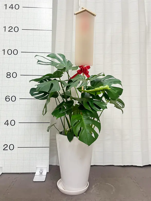 モンステラ(陶器鉢植込み、ラウンドタイプ白色) スタイリッシュ/観葉