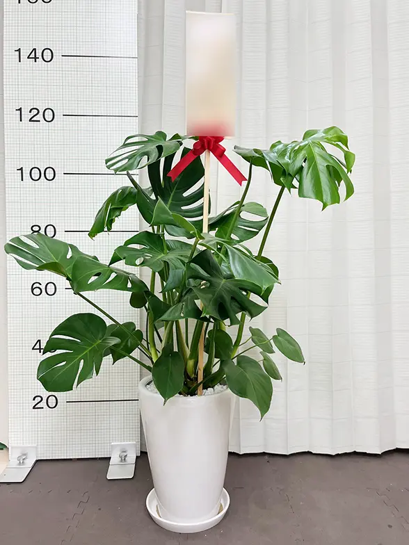 モンステラ(陶器鉢植込み、ラウンドタイプ白色) スタイリッシュ/観葉