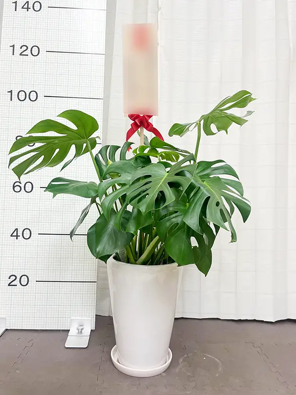 モンステラ(陶器鉢植込み、ラウンドタイプ白色) スタイリッシュ/観葉