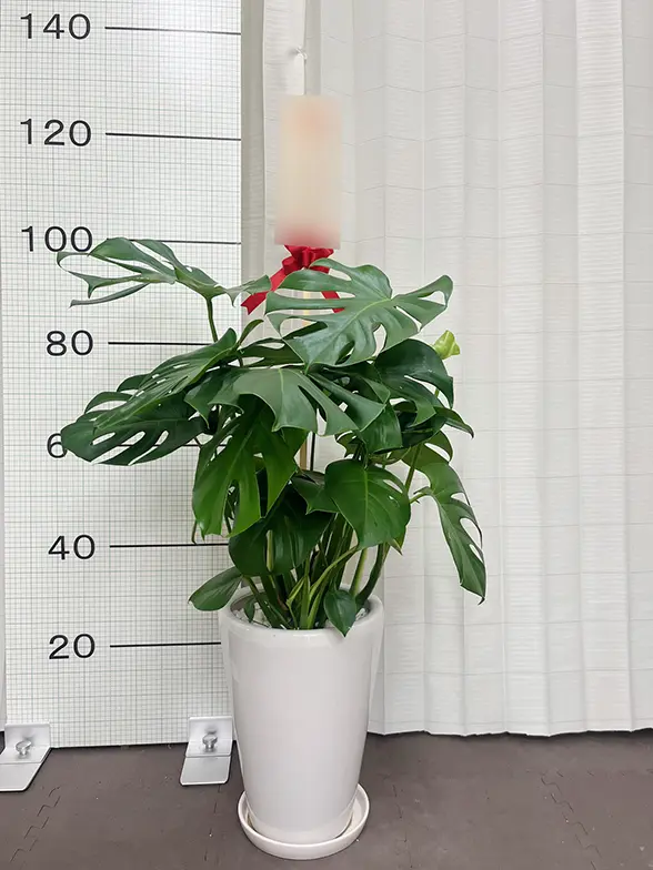 モンステラ(陶器鉢植込み、ラウンドタイプ白色) スタイリッシュ/観葉