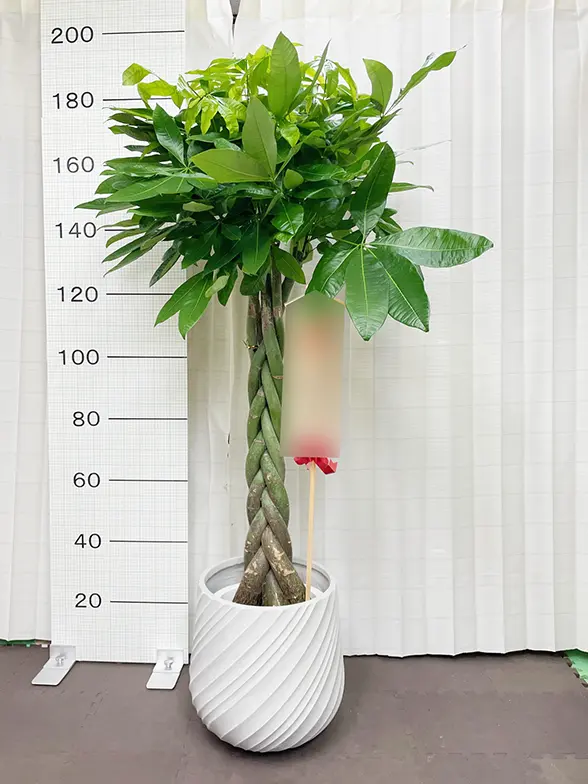 パキラ(スパイラル型、グラスファイバー製鉢カバー) Lサイズ/観葉植物