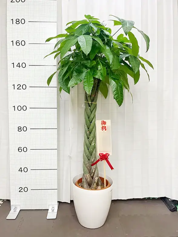 【バラ売り不可】アロマ軸植物族【エクストラ付き】 バラ売り不可】アロマ軸植物族【エクストラ付き】 - メルカリ