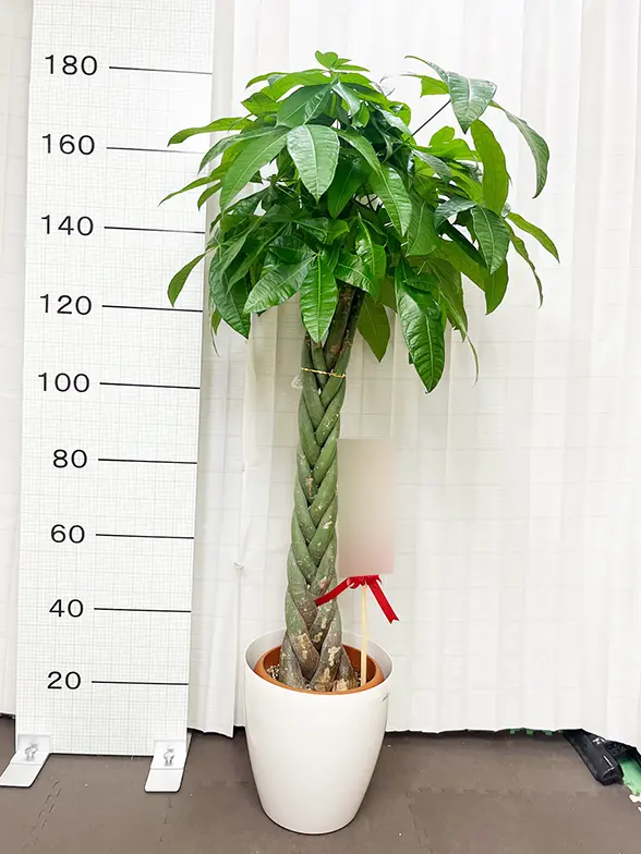 パキラ(ラスターポット付) Lサイズ/観葉植物の販売、通販の観葉植物の