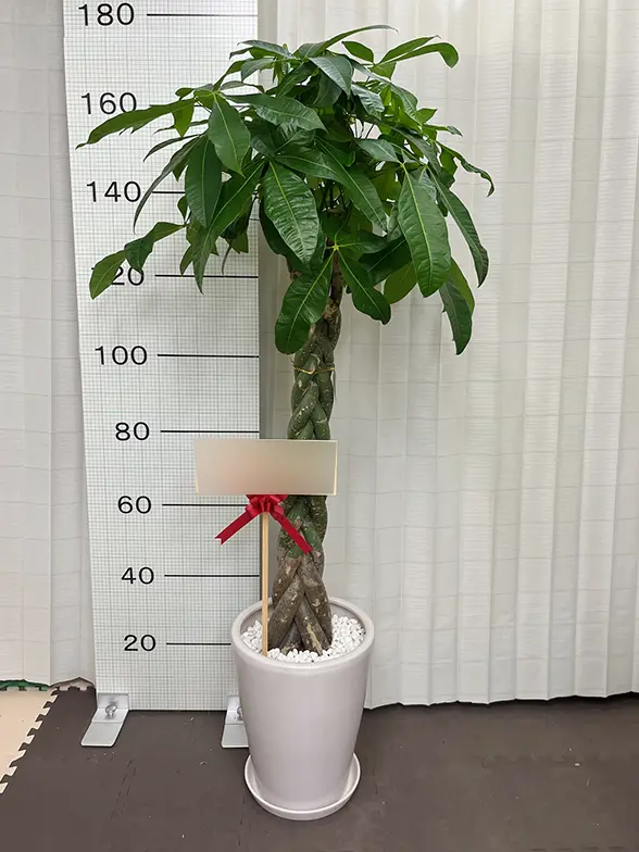 パキラ（陶器鉢、ラウンドタイプ白色）Lサイズ/観葉植物の販売、通販の