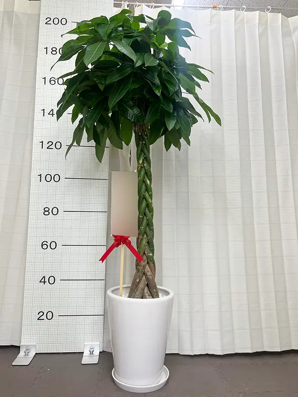 パキラ（陶器鉢、ラウンドタイプ白色）Lサイズ/観葉植物の販売、通販の