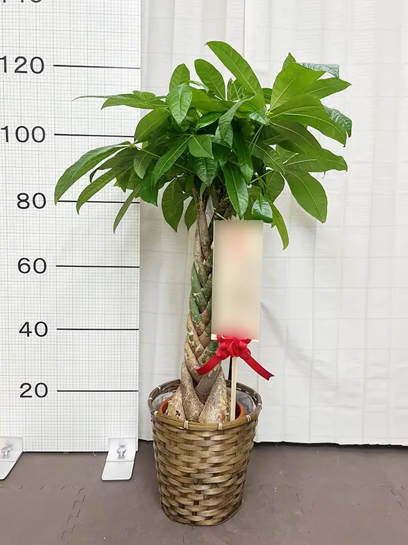 アミパキラの木 約130cm パキラ 5号 | 観葉植物の通販 AND PLANTS (アンドプランツ)