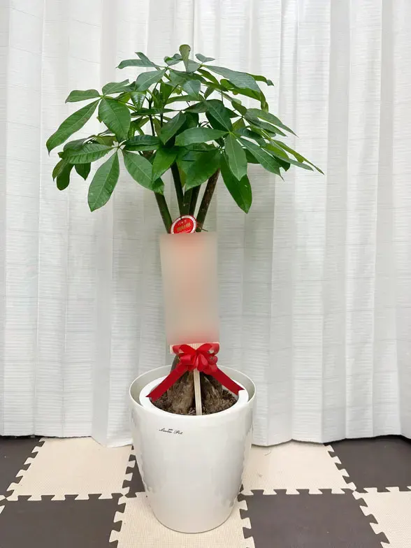 パキラ（ラスターポット付）Mサイズ/観葉植物の販売、通販の観葉植物