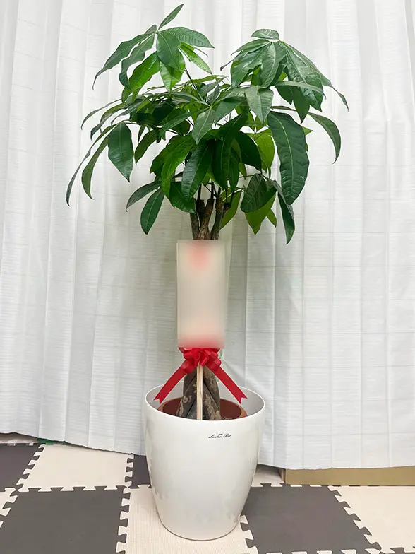 パキラ（ラスターポット付）Mサイズ/観葉植物の販売、通販の観葉植物