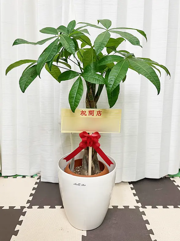 パキラ(ラスターポット付) Sサイズ/観葉植物の販売、通販の観葉植物の