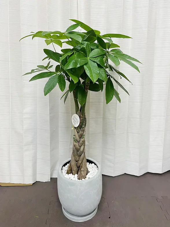 パキラ　陶器鉢ごとお譲りします☆ パキラ 陶器鉢植え スクエアホワイト(1鉢) 受皿付 セラミス 鉢植え