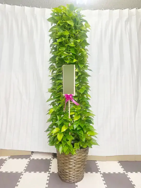 観葉植物 ポトス・ライム タワー 10号サイズ ポトス・ライム タワー 10号サイズ