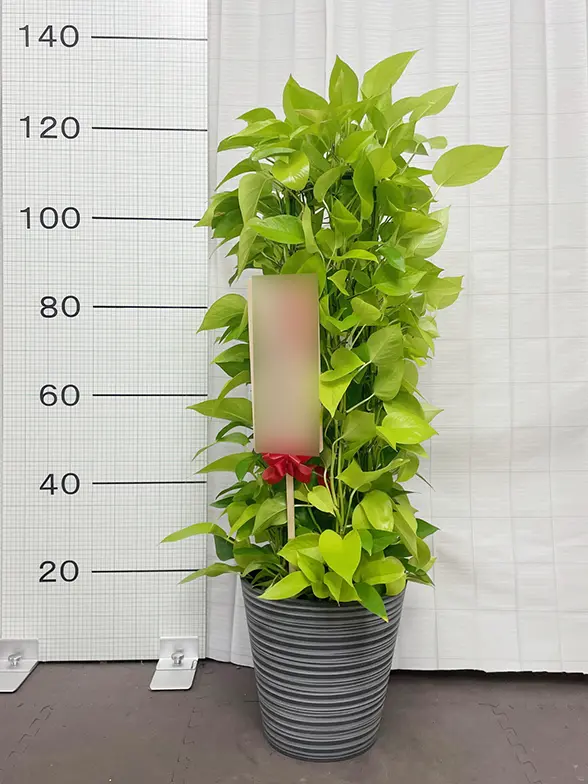 ポトスライムタワー(エコフレンドリーポット付) Mサイズ/観葉植物の