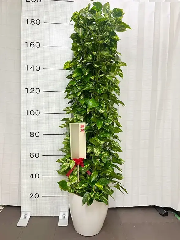 直接引き取り限定 大型 観葉植物 ポトス 高さ約165cm 現状品 直接引き取り限定 大型 観葉植物 ポトス 高さ約165cm 現状品