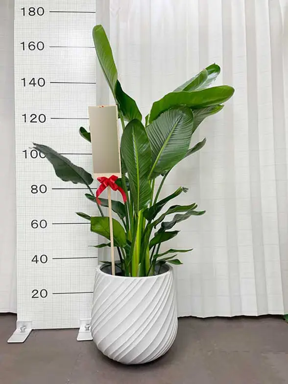 ストレリチア・オーガスタ(スパイラル型、グラスファイバー製鉢カバー