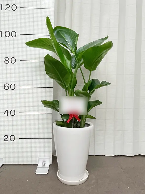 ストレリチア・オーガスタ(陶器鉢植込み、ラウンドタイプ白色