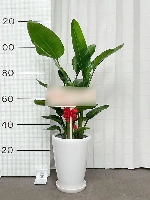 25【ストレリチア（オーガスタ）約140cm】大型観葉植物｜西海岸インテリア｜リゾートスタイル｜BLUE DOOR PLANTS ストレリチア・オーガスタ(ラスターポット付) L サイズ/観葉植物の販売
