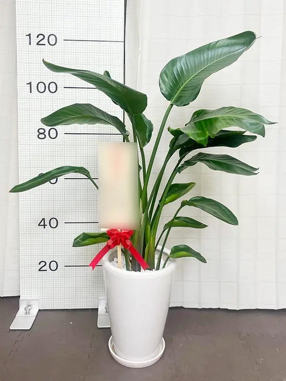 ストレリチア・オーガスタ(陶器鉢植込み、ラウンドタイプ白色