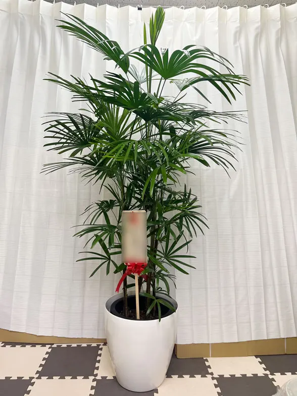 シュロチク 大鉢Lサイズ ラスターポット付