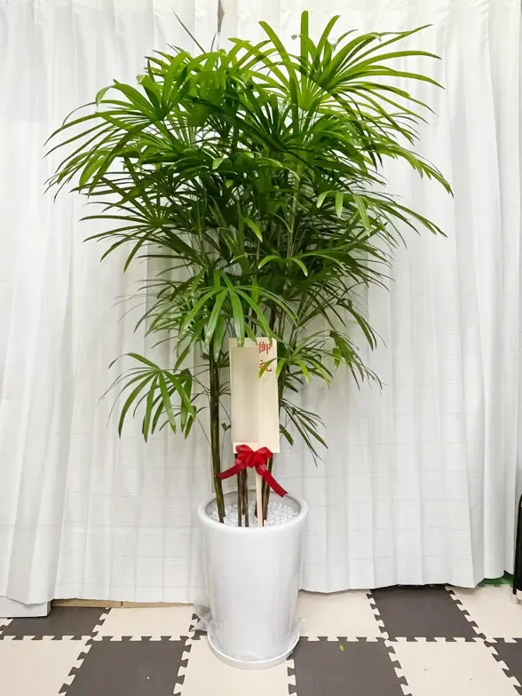 シュロチク 大鉢Lサイズ 陶器鉢ラウンドタイプ白色