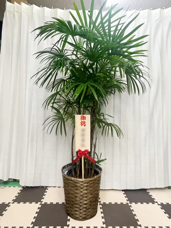 シュロチク 大鉢Lサイズ 藤かご付・ダークブラウン