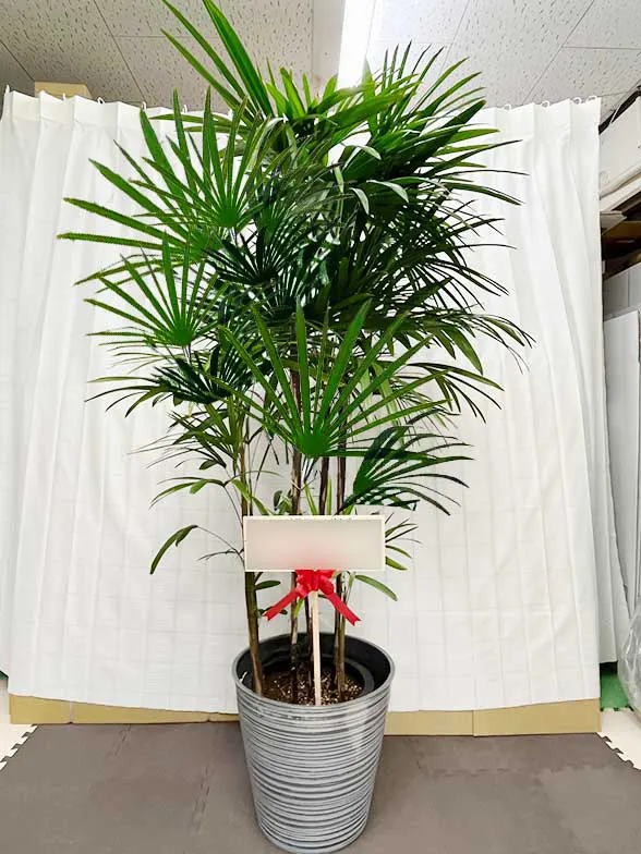 シュロチク 大鉢Lサイズ エコフレンドリーポット付