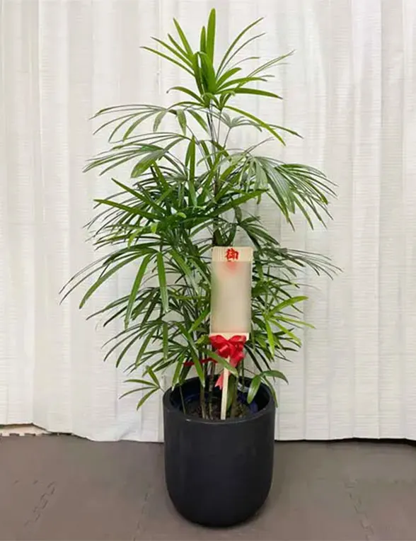 シュロチク Mサイズ バルーン型