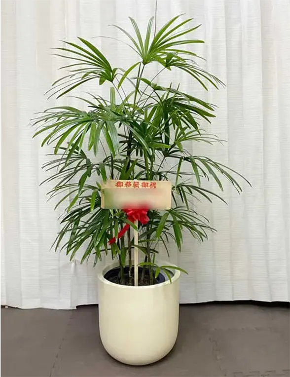 シュロチク Mサイズ バルーン型