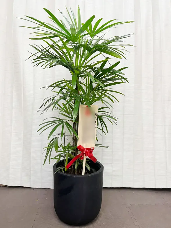 シュロチク Mサイズ バルーン型