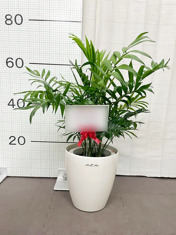 テーブルヤシ(ラスターポット付) Sサイズ/観葉植物の販売、通販の観葉
