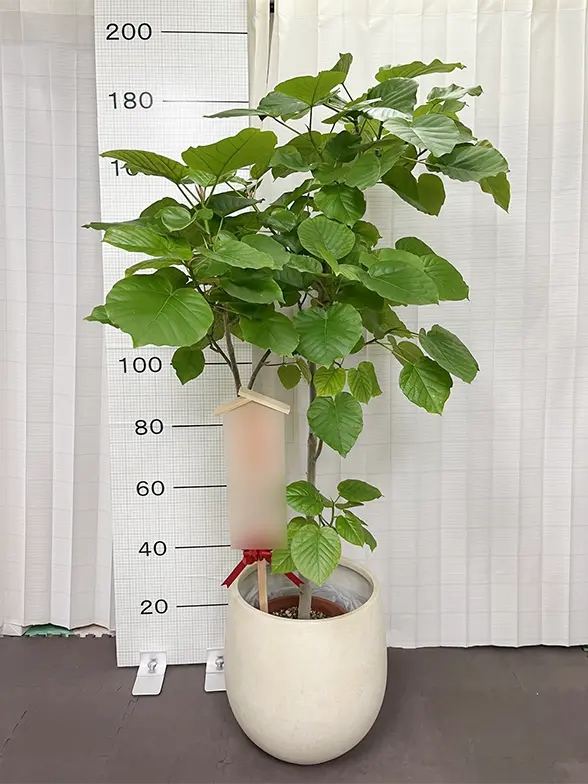 ウンベラータ(バルーン型、グラスファイバー製鉢カバー付) /観葉植物の