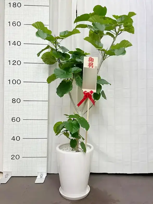 ウンベラータ(陶器鉢、ラウンドタイプ白色） Lサイズ/観葉植物の販売