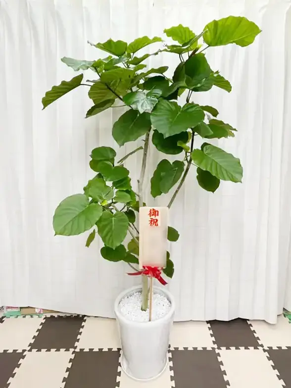 ウンベラータ(陶器鉢、ラウンドタイプ白色） Lサイズ/観葉植物の販売