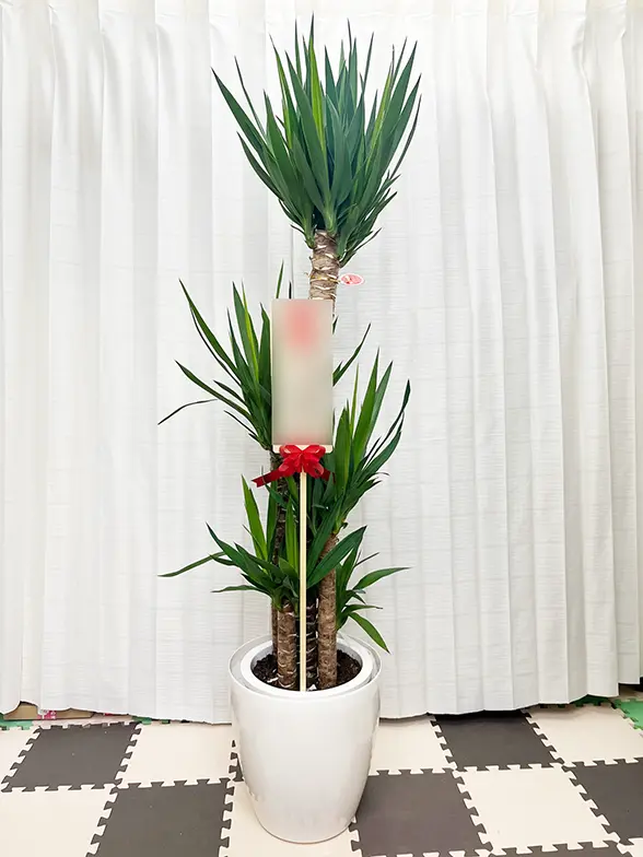 ユッカ(ラスターポット付) L サイズ/観葉植物の販売、通販の観葉植物の